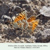 melitaea abbas talysh copula